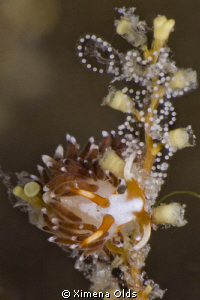 Busy Nudibranch laying eggs...tiny little eggs 
Nikon D7... by Ximena Olds 